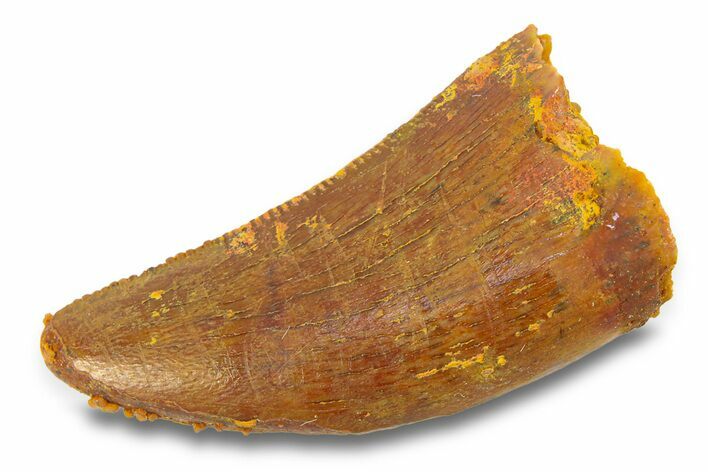 Serrated, Theropod (Deltadromeus?) Pre-Max Tooth - Morocco #291886